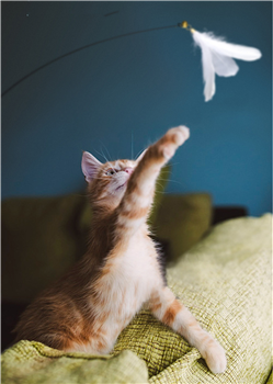 Funny Cat Stick